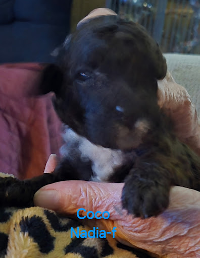 Images Massachusetts Doodles