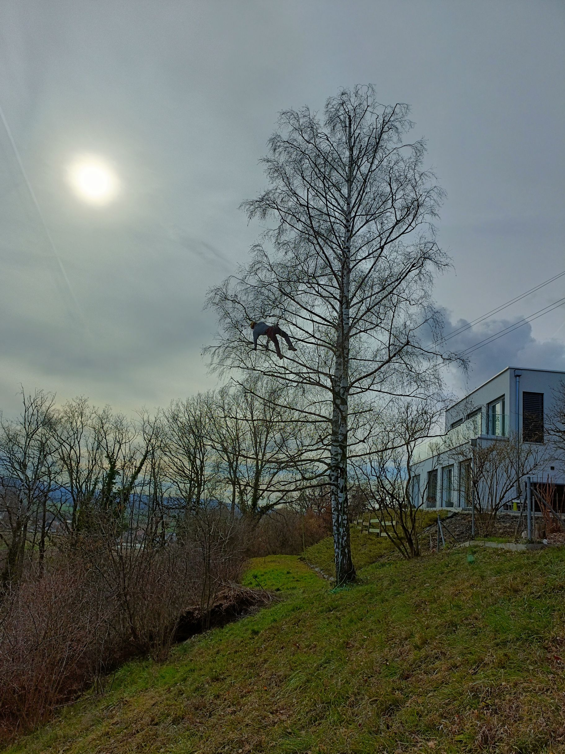 Bilder Mémoires d'Arbres