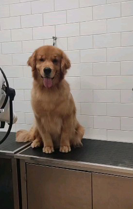 Images Golden Beauty for Dogs