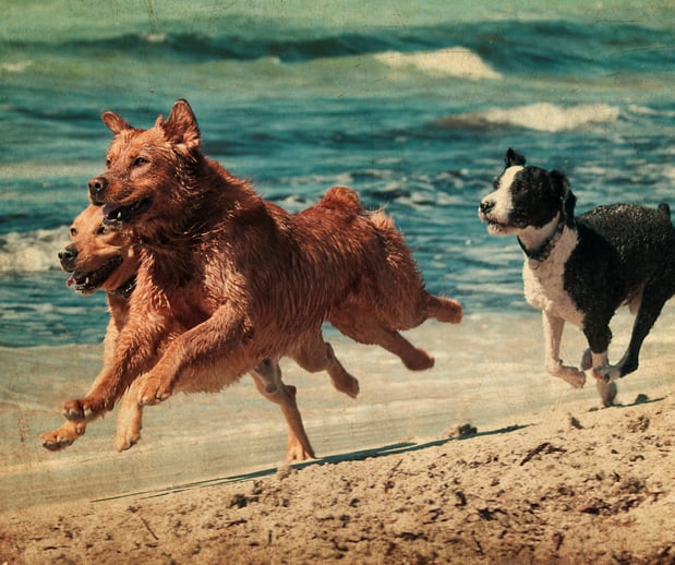 Images Great Outdogs