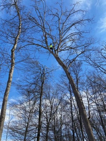Images Adler Tree & Landscaping Service