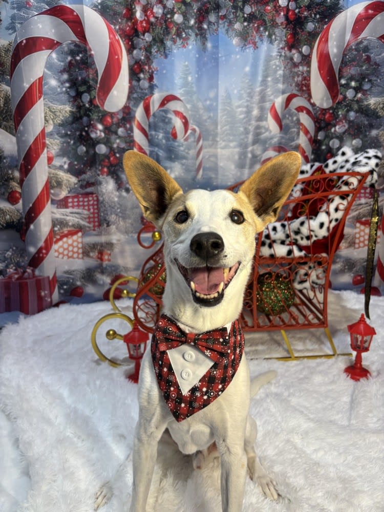 The Dog Stop - Katy Image