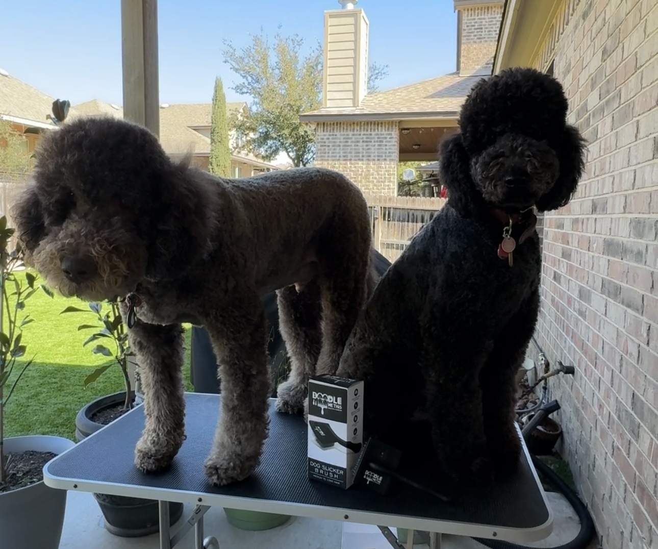 Doodle Me This Kingston and Hamilton LLC Image