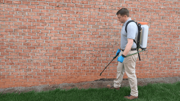 Images The Best Pest Control Solutions