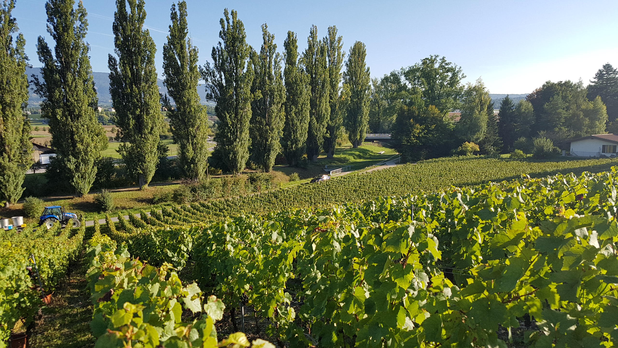 Bilder Domaine des Bonnettes - Vin Genève Suisse