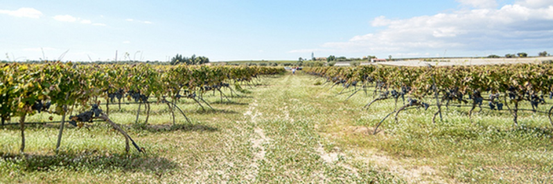 Images Stracquadaini Vini