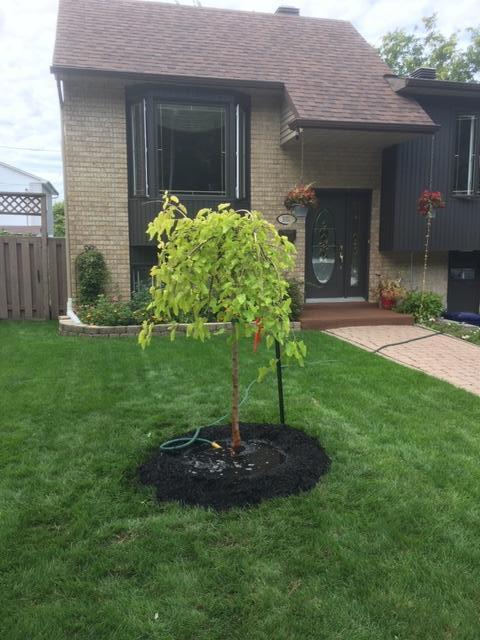 Images Arboriculture Arbo-Scape