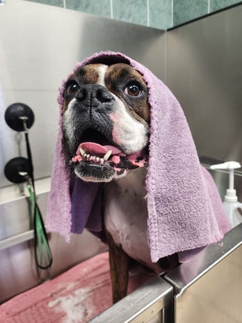 Images VCA Old Trail Animal Hospital