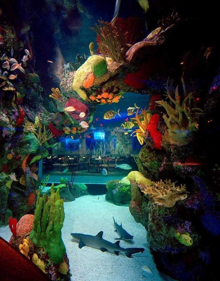 Aquarium Restaurant Photo