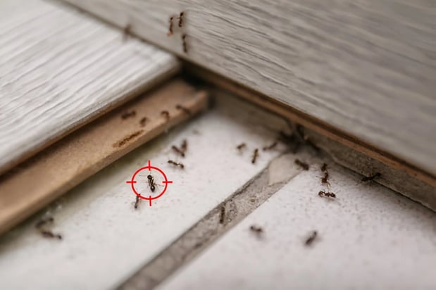 Images Brooks & Hart Pest Control