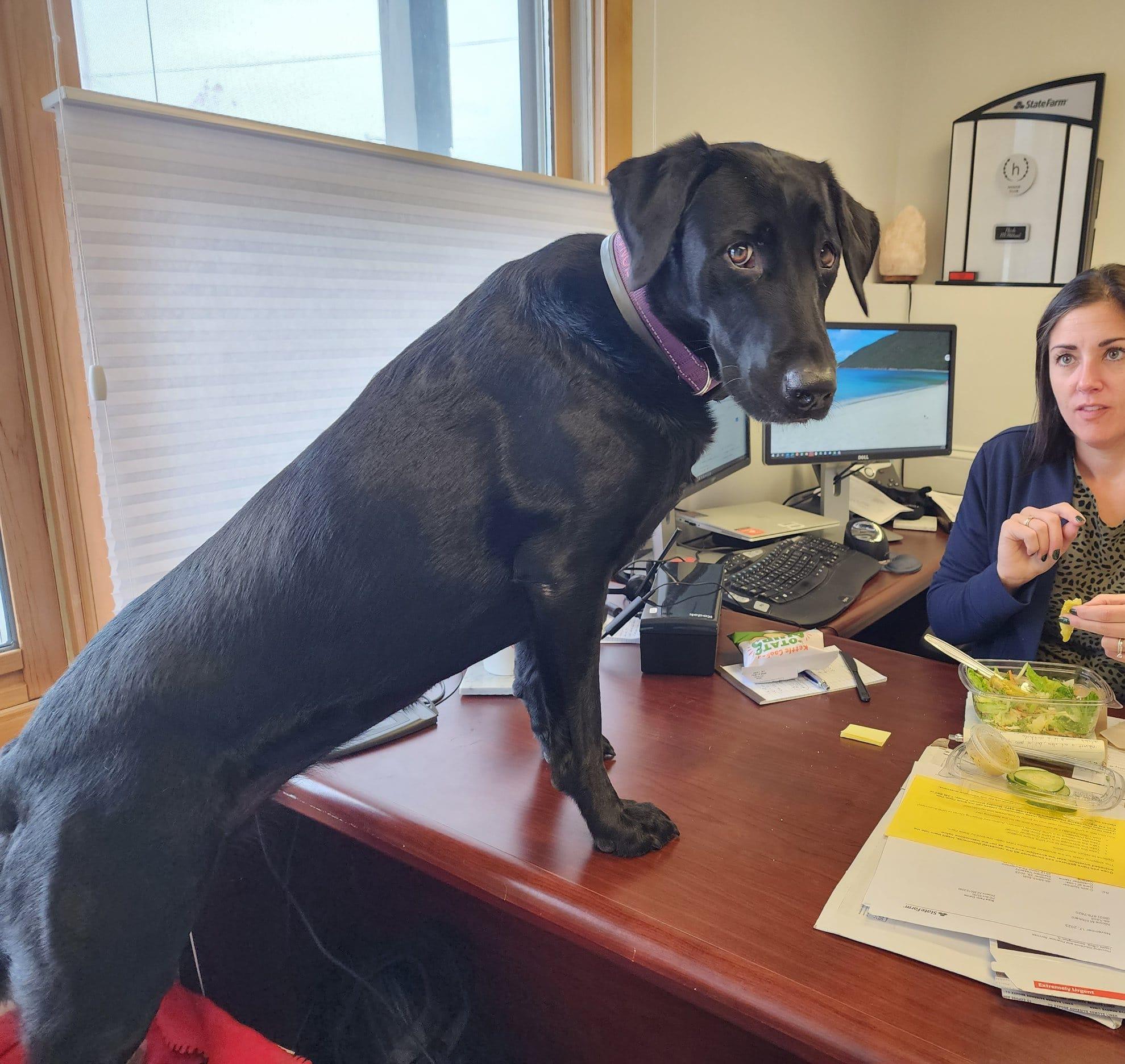 Fiona is flabbergasted that you don't have pet insurance for your furry family members. She said to all her mom, Nicole Hibbard State Far, for a free pet insurance quote!