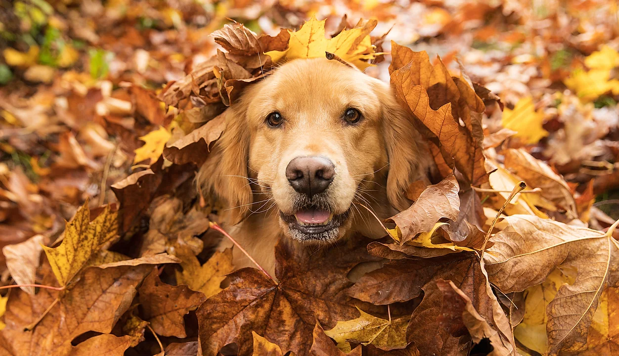 Pet Insurance