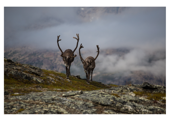 Images Finnorse Oy