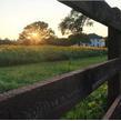 Sunflower Ranch LLC