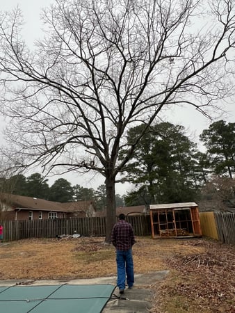 Images Carolina Tree Experts