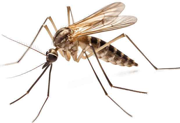 Images Skeeter Eater