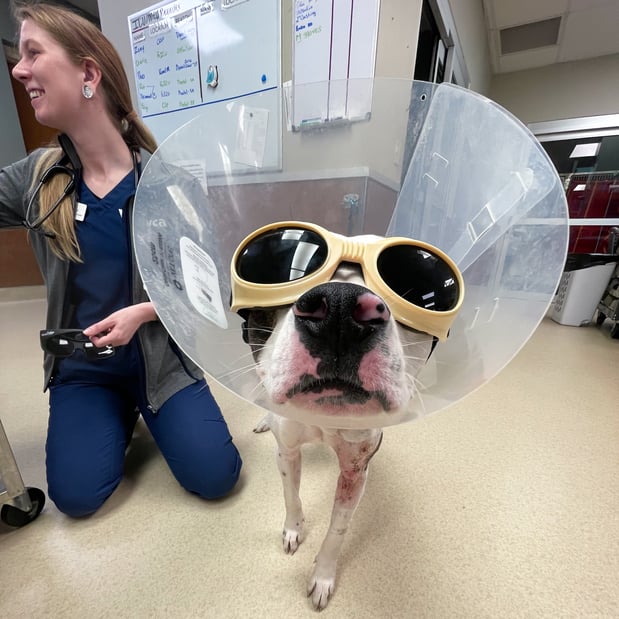 Images VCA Companion Animal Medical Center