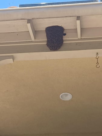 Images Bee Free Bee Removal