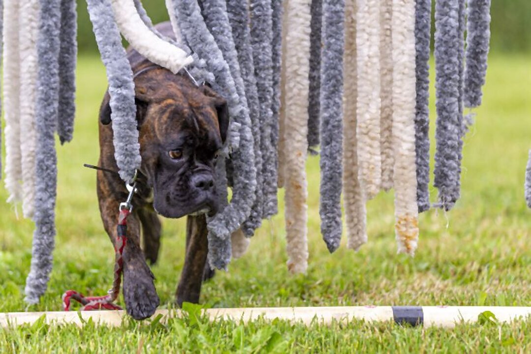 DogWaysCenter Moiken Plath - Hundephysio, Hundehotel/Pension, Hundetraining, Andreßenweg 1 in Friedrichskoog