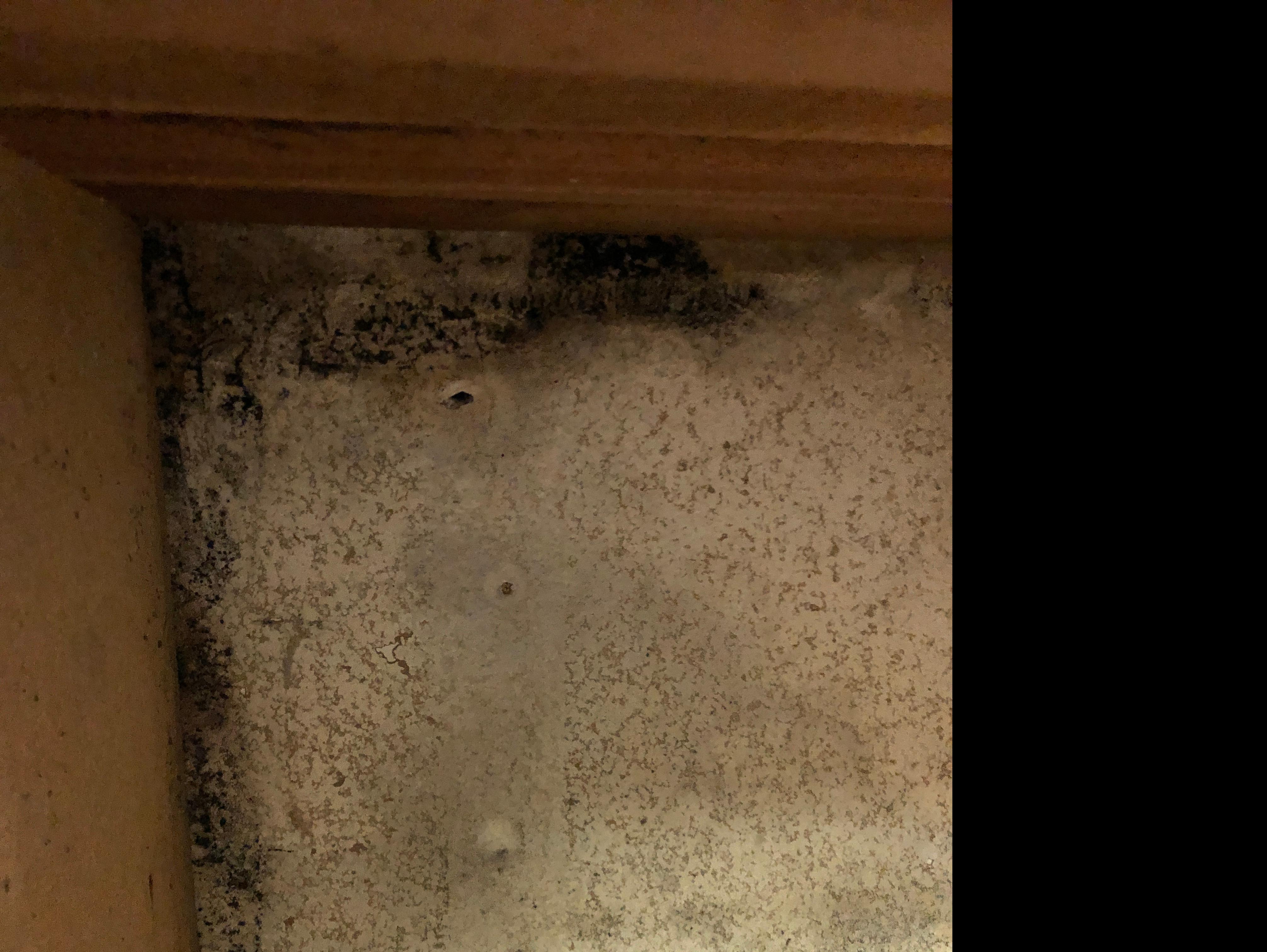 Mold just needs moisture to foster it's growth, SERVPRO of LAguna Beach/Dana Point can and will remediate the mold that forms in your home.