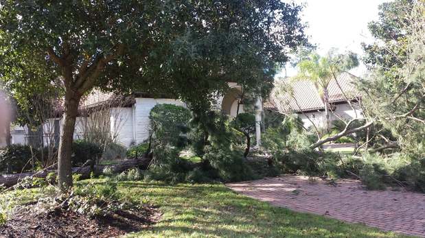 Images TNT Tree Service