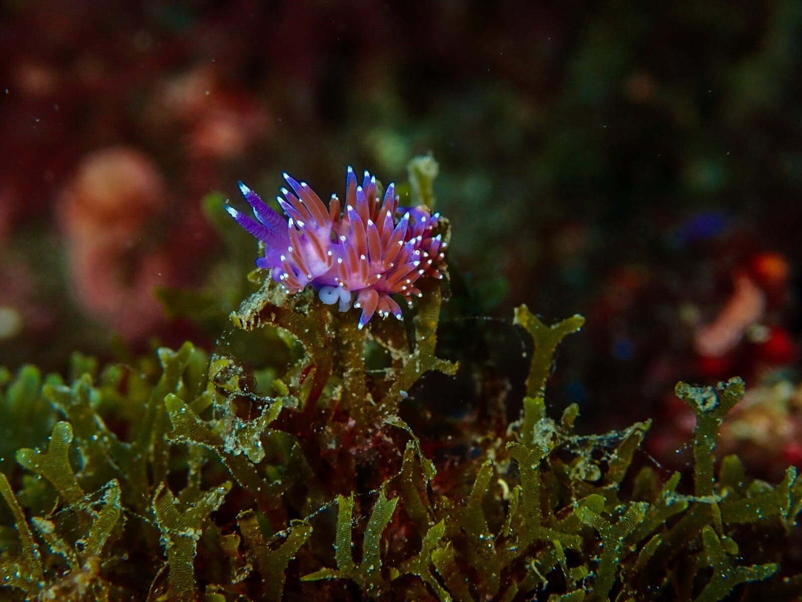 Images CENTRE D'IMMERSIÓ CAP DE CREUS