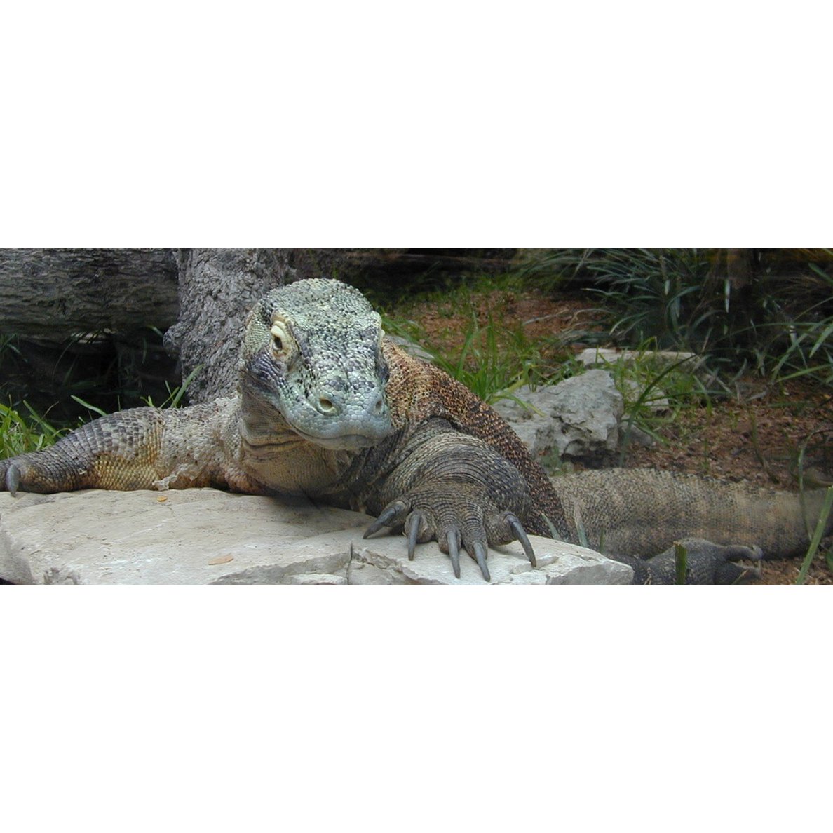 KomodoDragonTech Logo