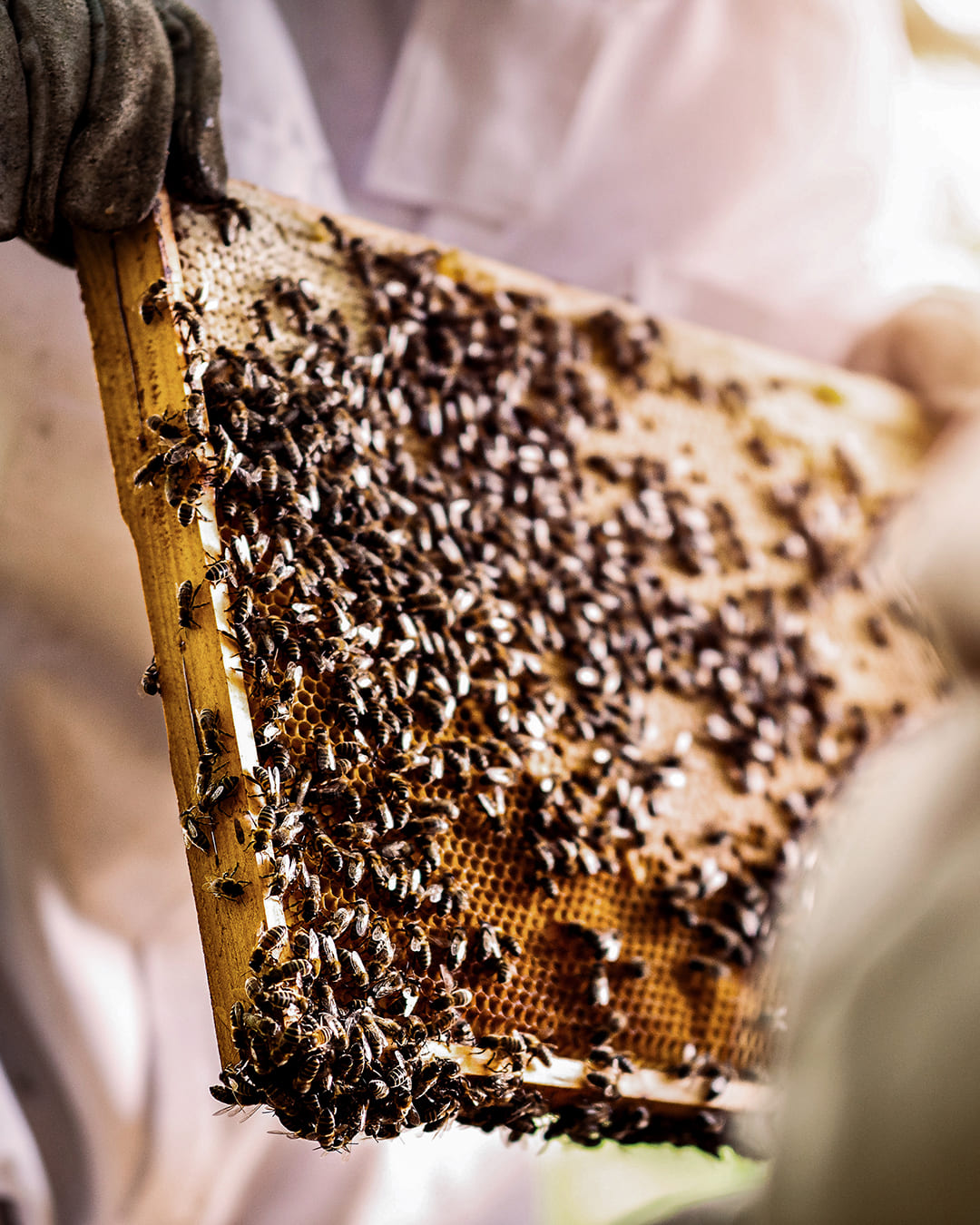 Agapie - Produzent & Lieferant für Bienengift, Gelee Royal, Propolis, Johannesstraße 39-45 in Stuttgart