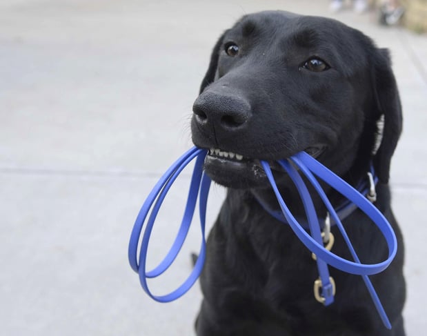 Images KC Dawgz Dog Training Academy