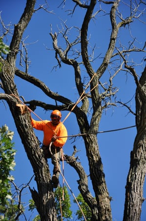 Images Gabriel's Tree Care Company Inc
