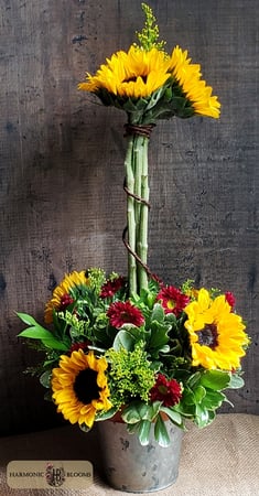 Images Harmonic Blooms