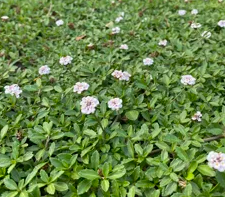 Images Azienda Agricola Ciccone Pasquale