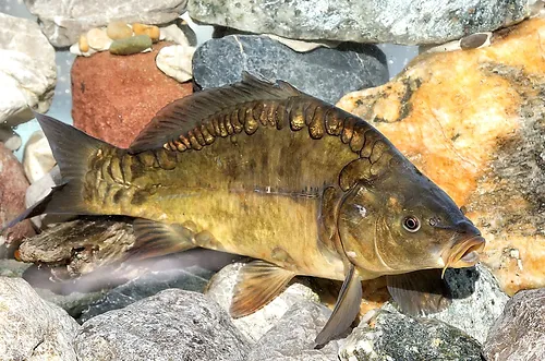 Bild 5 von Kärnten Fisch -  Fischzucht Feld am See GmbH