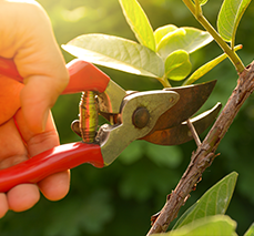 Images Branca Garden Bio Piscine