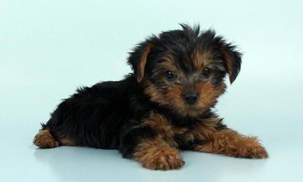 Images Chews A Puppy, Inc.