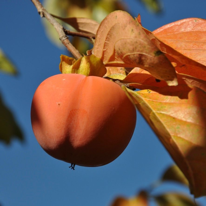 Images Il Pigno