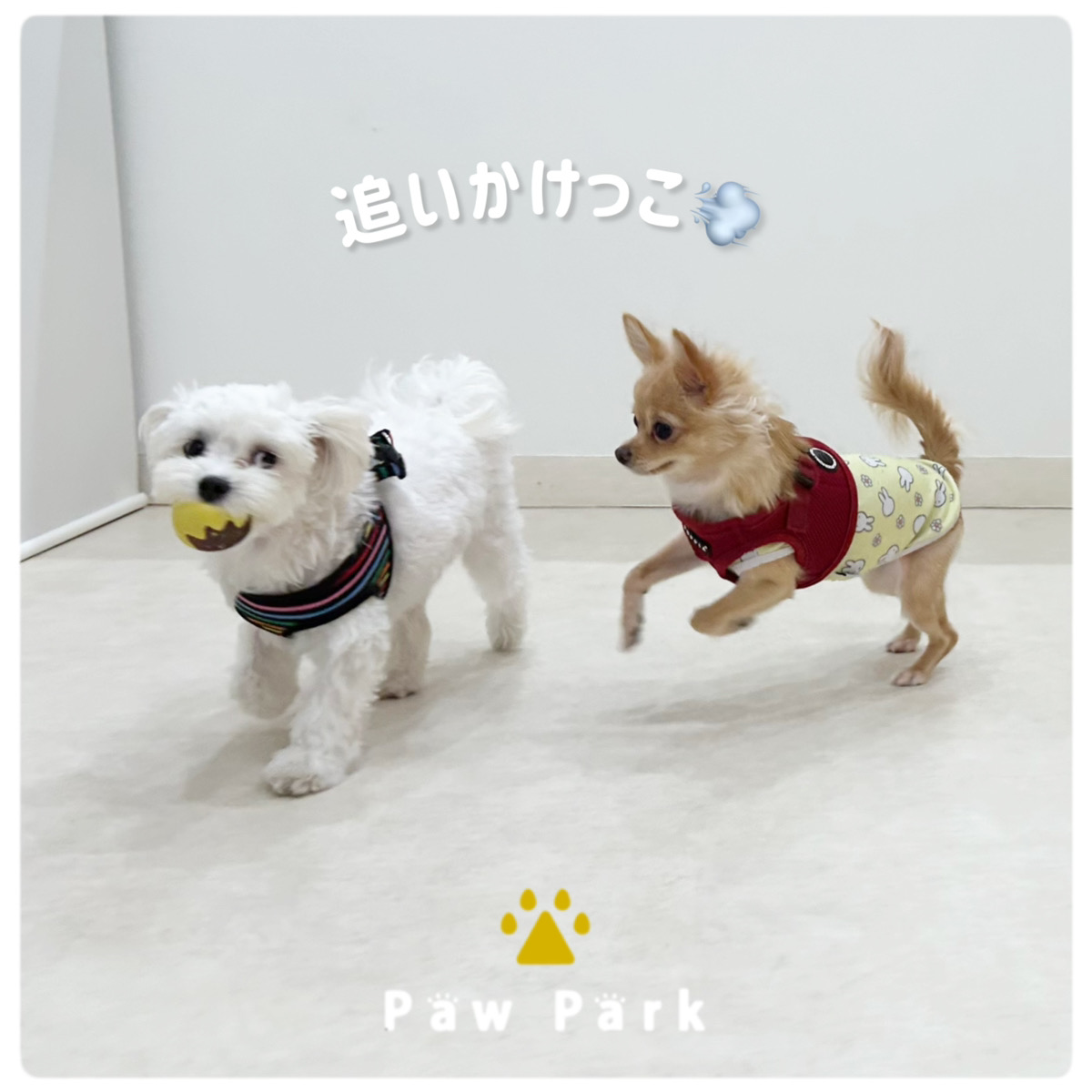 Images PawPark 犬のようちえん 高槻店