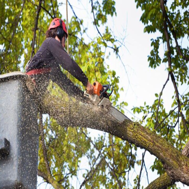 Images Rick's Tree Expert