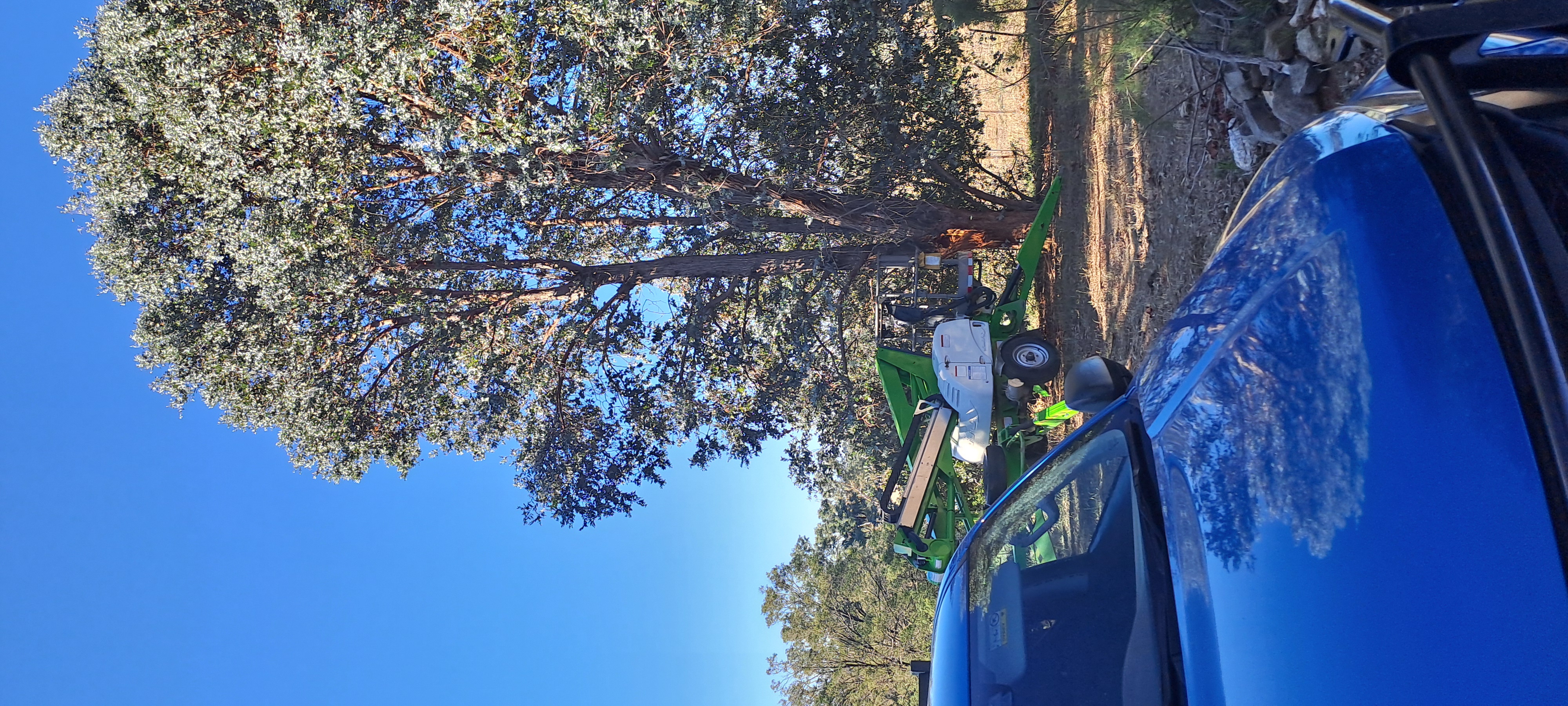 Images Phil's Tree Service