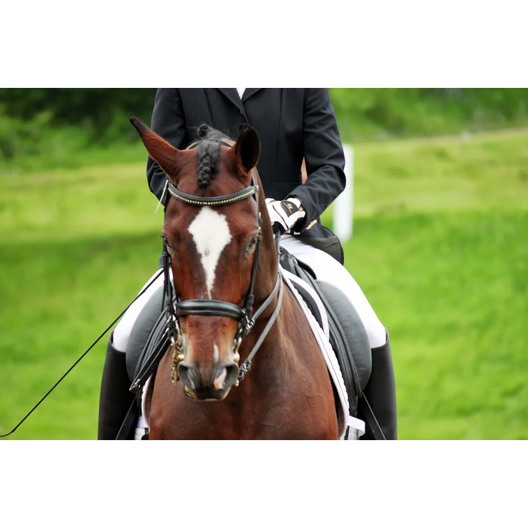 Kestner Dressage at High Hopes Farm