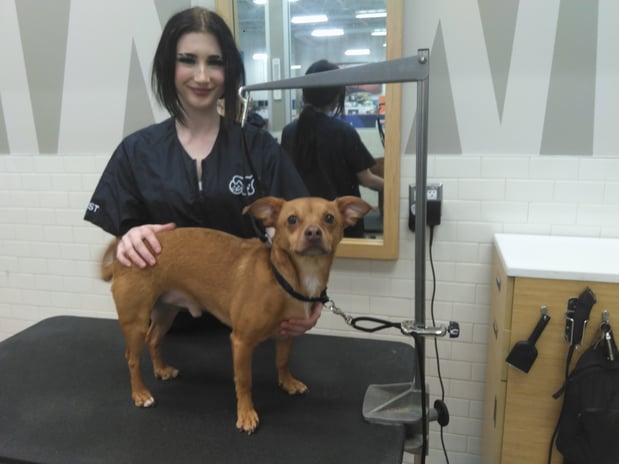 Images Petco Grooming