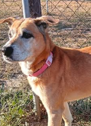 Images Mes K Gossos Centre Caní