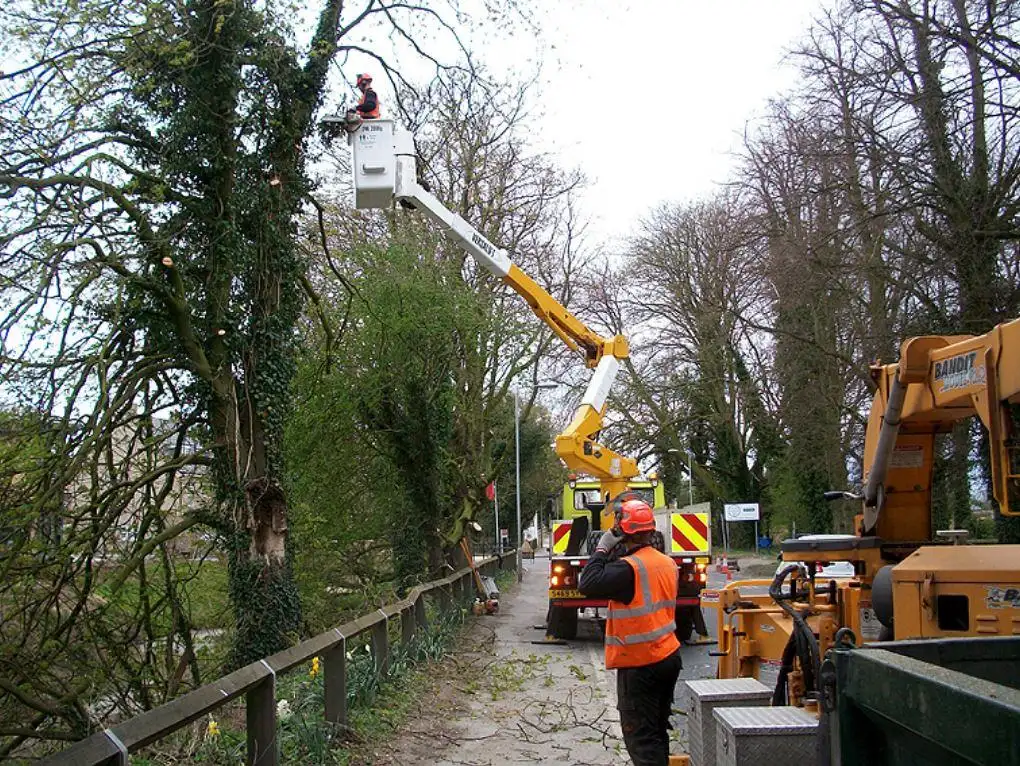 Images Yorkshire Tree Contractors