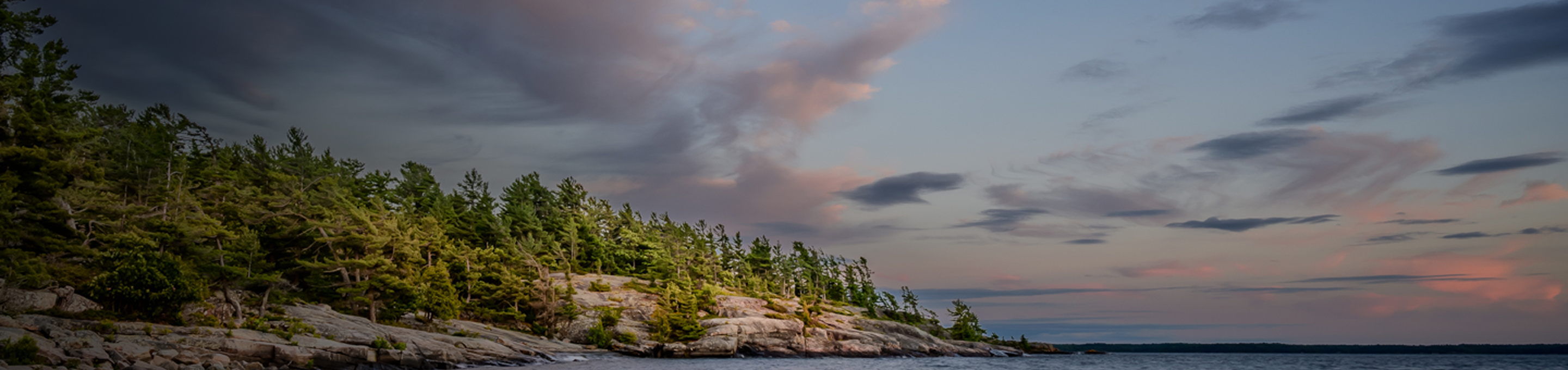 Windswept pines on a rocky shore at dusk.