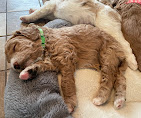 Image 9 | Golden Paw Puppies