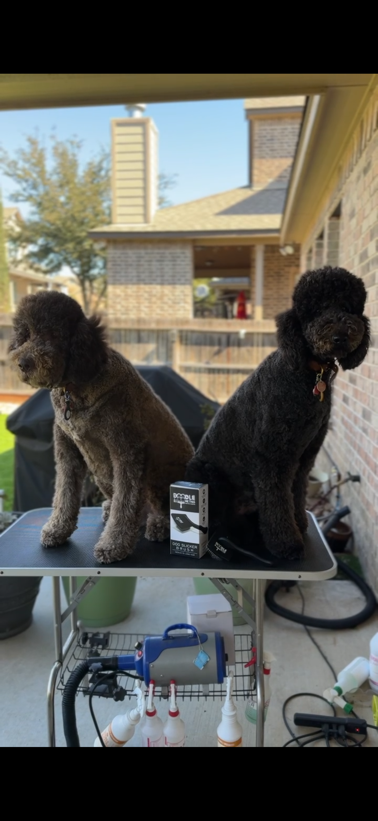 Doodle Me This Kingston and Hamilton LLC Image