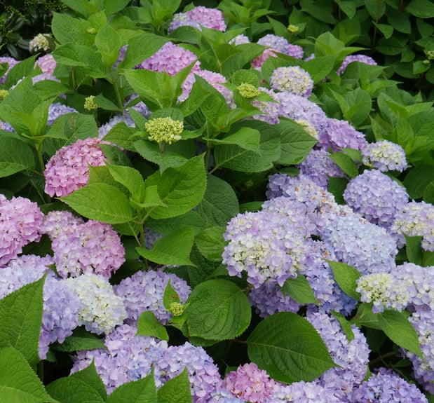 Images G & G Landscaping Construction, Inc.