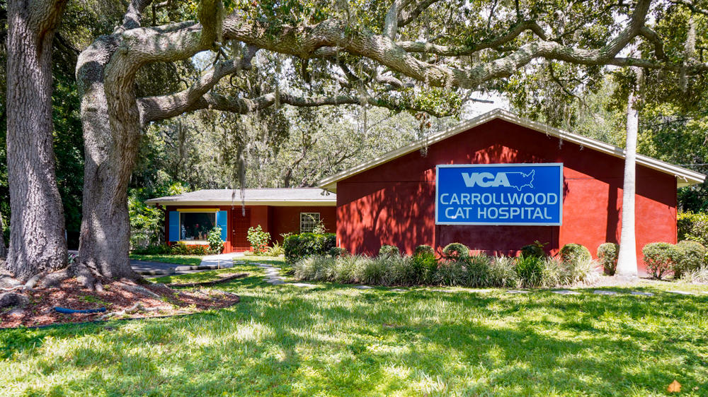 Welcome to VCA Carrollwood Cat Hospital!