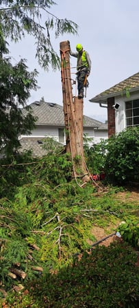 Images Dream Team Tree Services LLC