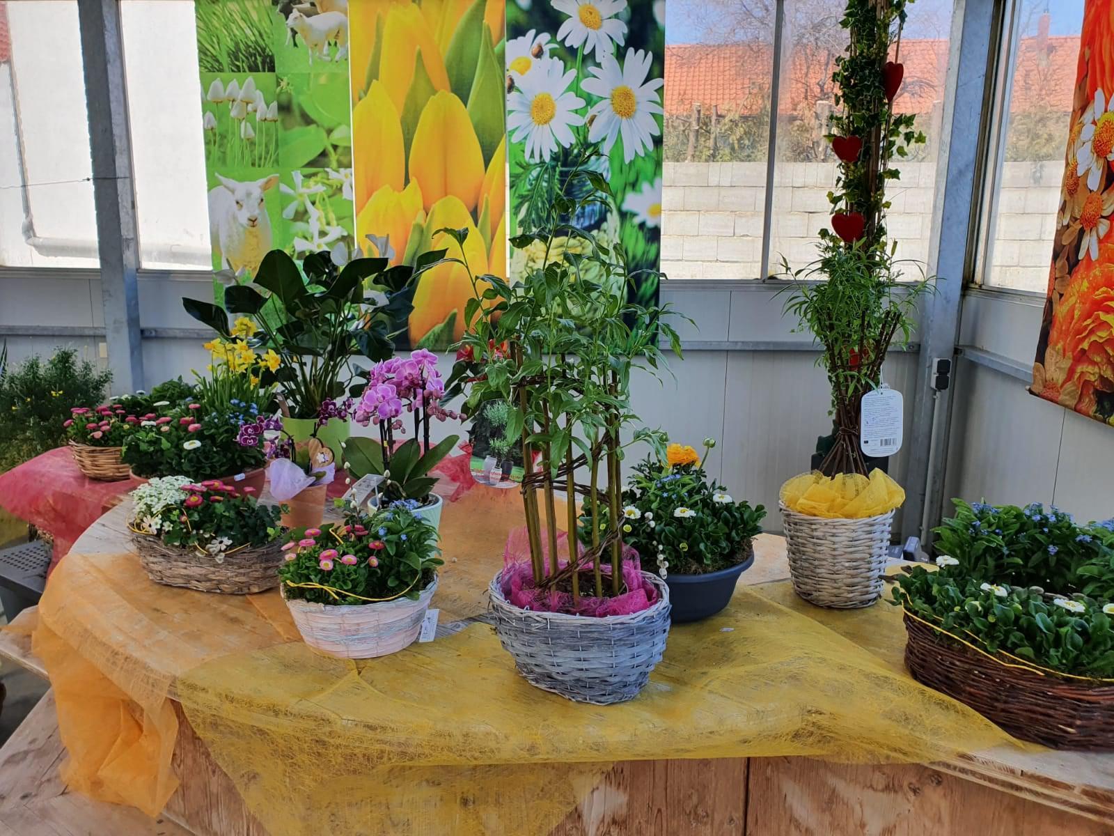 Bilder Landwirtschaftlicher Blumenbau Astrid Gerstl